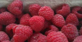 Autunno lampone, radura, bel frutto grande 513699710
