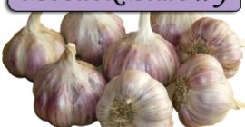 Voi vinde usturoi de iarnă proaspăt săpată din grădina