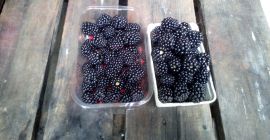 Sell blackberry dessert thonfre variety price and preparation method