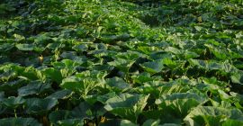 Organic Hokkaido pumpkin (Uchiki Kuri Red). Wholesale quantities. Negotiated