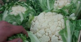 Ich werde die letzten 2.500 Stücke Blumenkohl verkaufen. Attraktiver