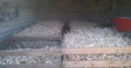 Я буду продавать зимний чеснок, harnaś, предварительно отсортированный с