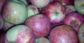 I have to sell 100 boxes of Pirosa. The