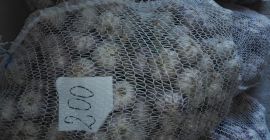 Я продам чеснок. Я буду продавать в общей сложности