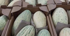 Süße ökologische Melonen aus Usbekistan. Exportzeit: Vom 15. Juni