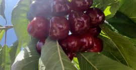 Esővel táplált cseresznyénket 1400 és 2400 m közötti tengerszint