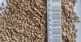 Quality: moisture 12.5; weediness 2; grain admixture 1; Natural