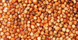 Продам кукурузу, рапс, сорго, подсолнечник от 20 тонн