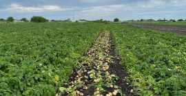 Продајем нови кромпир, велика количина, квалитет, калибар и веома