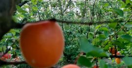 I sell apricots of different qualities at retail and