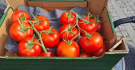 I will sell a tomato