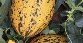 Süße und saftige Melone frisch vom Feld gepflückt. Optionale