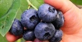 Good day . He will cooperate with the collection