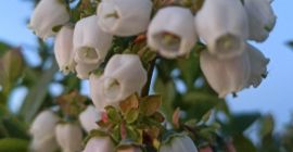 Hello, I am looking for a regular buyer of