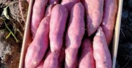 Имамо све врсте кромпира, слатког кромпира и младог кромпира..