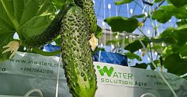 Чистые и безопасные овощи / Выращенные в нашей высоко