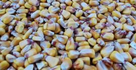 Продајем 2021 пионир зрно кукуруза акуамак количина 50 тона