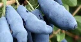 I will sell Kamchatka berries. The fruits are slightly