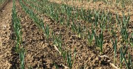 Vand usturoi, calitatea 1 Cantitate disponibilă 20 t Se
