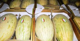 Dear friends I offer you sweet melon from Uzbekistan