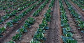 I will sell white cabbage, possible delivery to Poznań,
