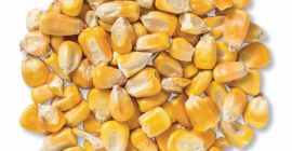 Продаваме за износ - соя, пшеница, царевица, слънчоглед, слънчогледов