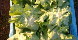 Vand salata verde mare, pretul depinde de cantitatea ambalata