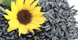 I will sell 5000 tons of oilseed sunflower. Delivery
