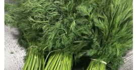 I will sell green fennel in large quantities, constant