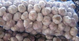 Wir haben Knoblauch aus neuer Ernte für die Lieferung