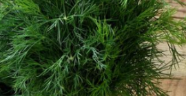 I will sell large quantities of young fennel Attractive