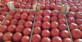 SELL FRESH VEGETABLES FRESH TOMATOES RED, PRICE - CENY ROLNICZE, Agro-Market24