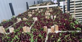 premium quality --- EXPORT Info in +381653 875 233