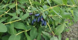 I will sell Kamchatka berries, manual harvest, large fruit.