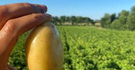 Bologna-Kartoffeln dop primura Sorte