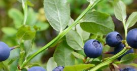 Hello, I am looking for buyers of forest berries.