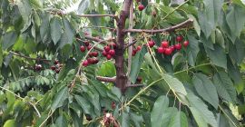 I sell KORDIA and REGINA cherries from Urechesti-Dumbraveni, the