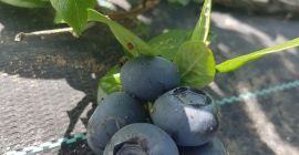 Verkaufen Sie Blueberry Duke weitere Informationen an +40 765344899