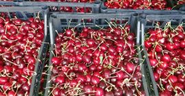 I am selling cherries of the CORDIA and REGINA