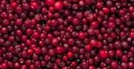 Frozen red currant (сranberry). Class A Frozen wild-growing black