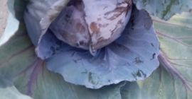 Ich verkaufe Rotkohl, Kaliber 1+, italienischer Preis zu verhandeln
