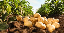 Comprerò patate in grandi quantità. 30-50 tonnellate al mese.