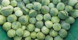 I m selling white cabbage, high quality.