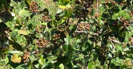 Наше ароније су узгајане у најбољем еколошком окружењу. Земљиште