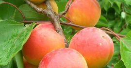 Hi. Mein Name ist Radu. Ich und meine Familie