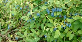 I will sell Kamchatka berries from June 20. We