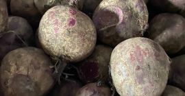 Уговор о фиксној цени. Цвекла сорте Водан и Пабло.