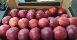 Wir exportieren Äpfel an europäische Supermarktketten und Importeure. Wir