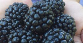 Starting July 10, we sell blackberries Thonfree. Cultura is