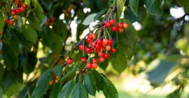Nagyon jó minőségű cseresznye, ökológiai, kerti fákról származik